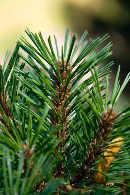Pinus rotundata - borovice zaoblená - jehlice